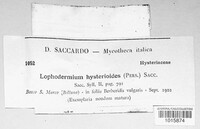 Lophodermium foliicola image